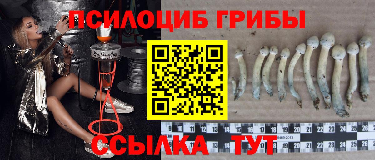 Галлюциногенные грибы Cubensis Искитим